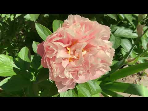 Peony “Nelda’s Joy” (Hollingsworth ,2012, USA).#peonies  #peony  #neldasjoy