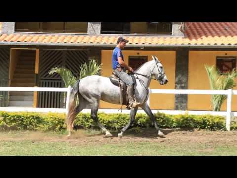 LEILÃO VIRTUAL ÍCONE DA RAÇA LOTE 02