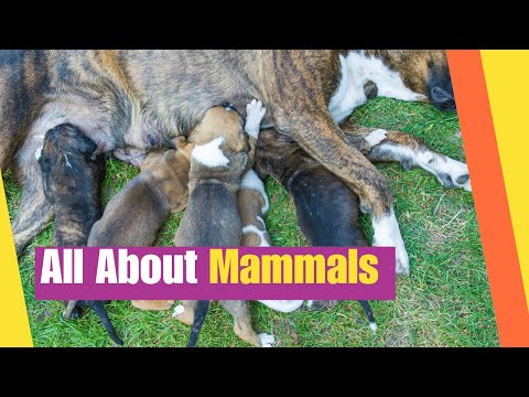 All About Mammals for Kids | What are the characteristics of mammals? | Animal Kingdom