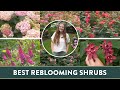 Top 6 Summer Reblooming Shrubs That You Ll LOVE