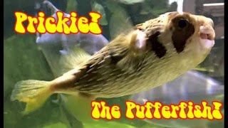 Prickie! the PufferFish!