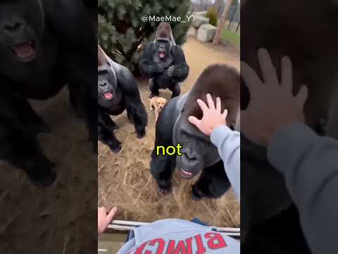 Gorilla SNATCHES puppy into enclosure #dogrescue #dogs
