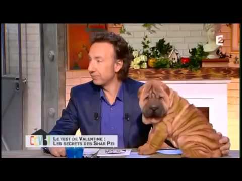 Invité sur France 2 : Le Shar-peï