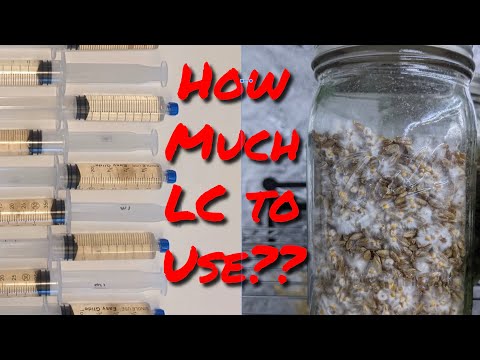 How Much LC to Use? My Ideal Ratio of Liquid Mycelium Culture to Grain for Mushroom Spawn.