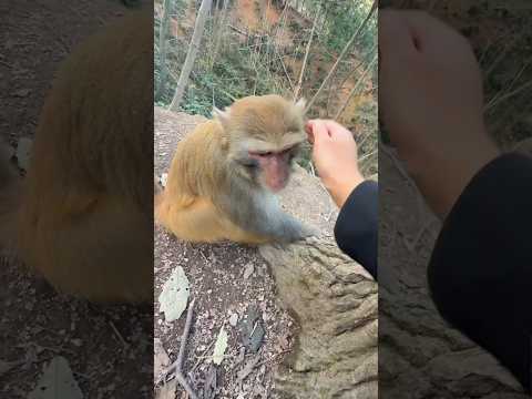 malu seekor monyet akibat digoda seorang gadis ‼️😍😍 #shorts