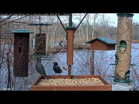 Starlings Visit Cornell Lab Feeder at Sapsucker Woods | FeederWatch Cam