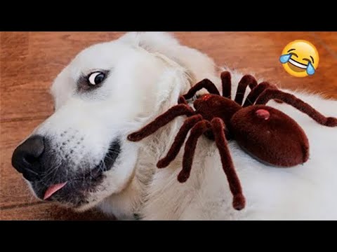 New Trending Funniest Cats and Dogs Scared Of Halloween - Try Not To Laugh 😂