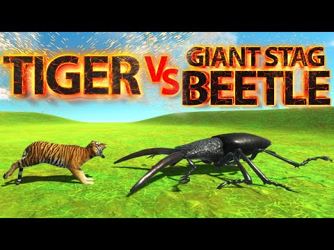 TIGER Vs GIANT STAG BEETLE ! ARBS