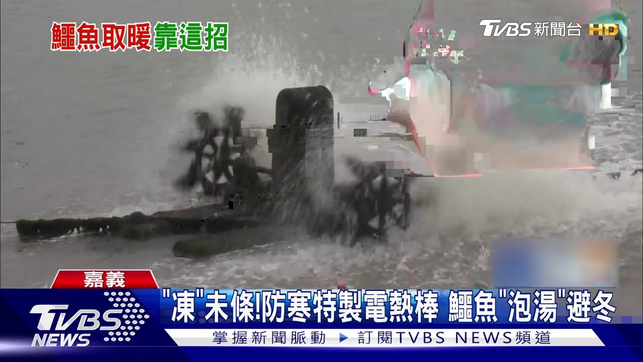 「凍」未條！鱷魚也怕冷　業者製溫水「泡湯」