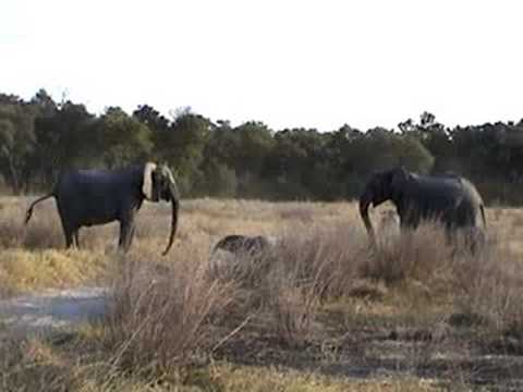 Strange Elephant Behavior