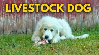 How to Train Your LGD (Livestock Guardian Dog) Great Pyrenees