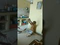 Kshudra Pooja Prank Gone Wrong First Prank