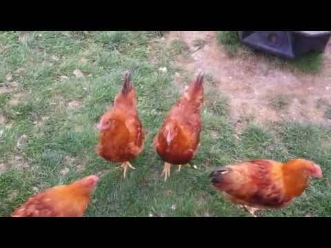 , title : 'New Hampshire chicken breeding at Mike Omeg's in 2014: May 2014 Part 4'