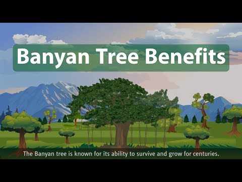 Banyan tree benefits! (Ficus benghalensis)