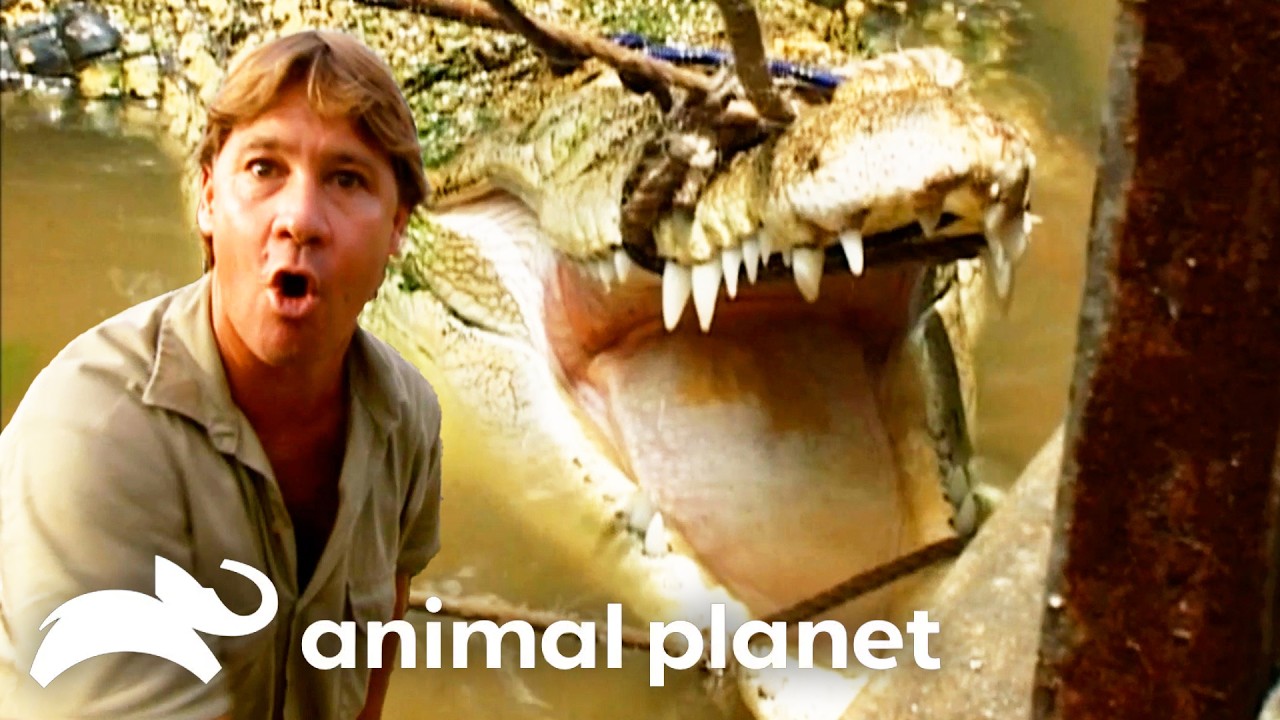 Steve Has His Most Death-Defying Crocodile Rescue! | The Crocodile Hunter | Animal Planet