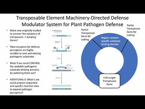 IdeaDay Fall2022 Dolgikh - Transposable-Directed Domain Modulation