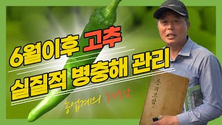 6월이후 고추관리 약제사용! 실질적 현실적인 조언과 꿀팁! #고추 #방제 #농약 #친환경 #벌레 #장마