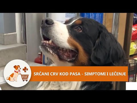 Srčani crv kod pasa