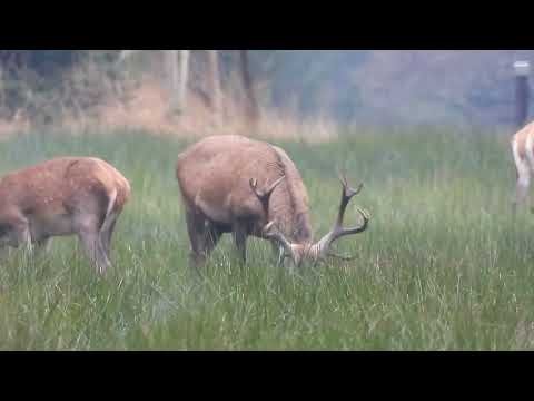 Junger Hirsch im November