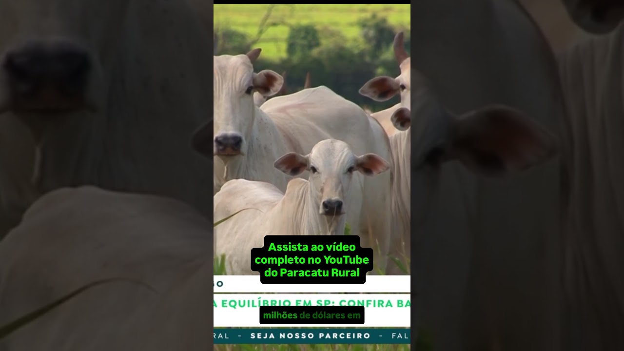 Bovinos: Momento de ouro para reposição? Boi gordo busca equilíbrio em SP.