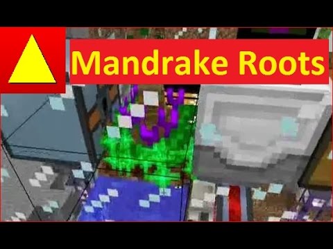 Mandrake Root Farm vollautomatisch in Massen farmen Witchery Tutorial