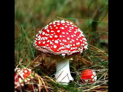 SpecyfiQ & Sh wuu - Muchomory (prod. Lazzy L - Nawiedzony Dom)