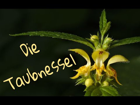 Die Taubnessel - Heilkraut, Küchenkraut und Landeplatz für die Bienen