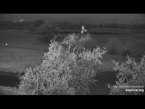 Great Horned Owl @Roger's Place - 10PM, 5/29/2022 - Owl Parent shows up on the treetop