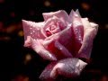 Carmen Cuesta - while my guitar gentle wipes ...