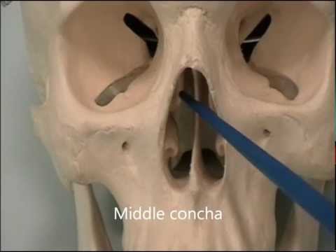 Ostéologie du Crâne 7: Vue de face