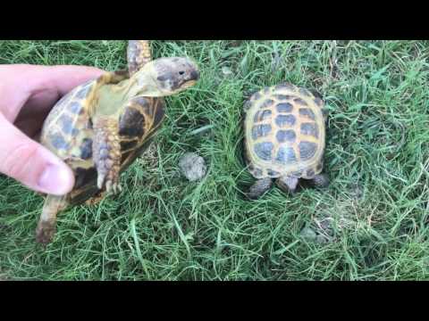 download lagu mp3 mp4 How To Tell The Sex Of A Russian Tortoise, download lagu How To Tell The Sex Of A Russian Tortoise gratis, unduh video klip Download How To Tell The Sex Of A Russian Tortoise Mp3 dan Mp4 Viral Gratis