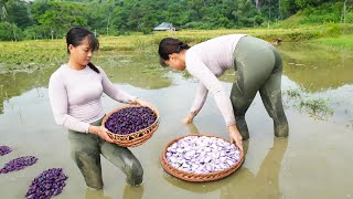 Harvesting Mussels And Snails Go To Market Sell, Cooking | Tiểu Vân Daily Life
