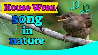 Owl city house wren