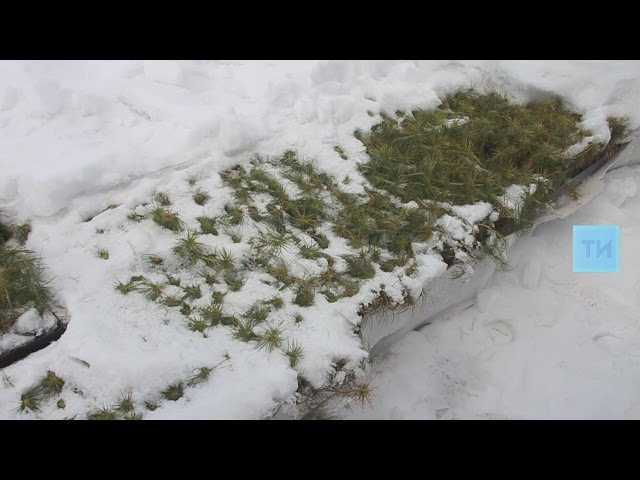 Свыше 65 процентов семенного фонда Татарстана оценивается как высококачественное сырье