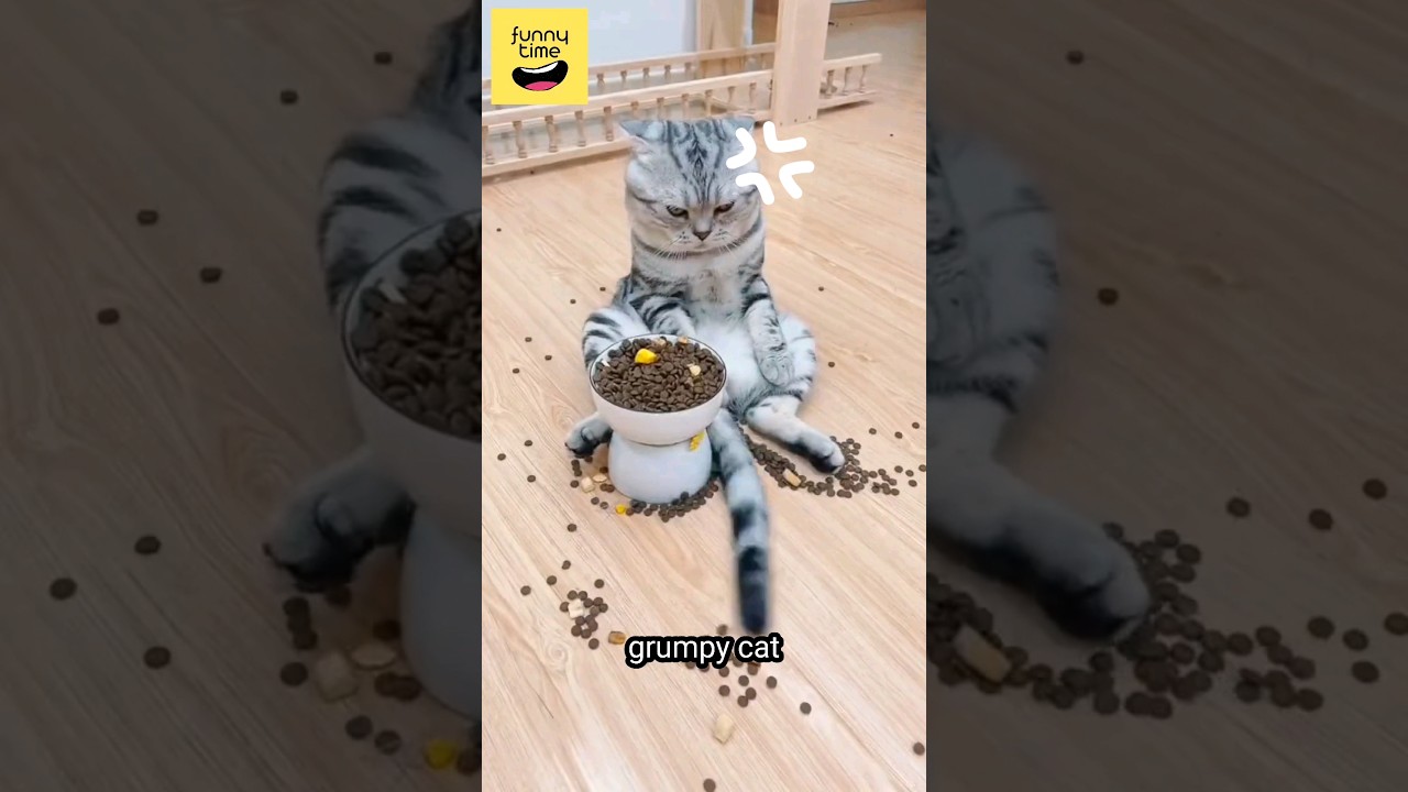 grumpy cat | funny videos of the world 87 #shorts #funny #meme