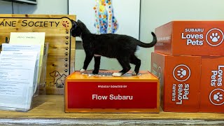 Flow Subaru Burlington Supports Local Pet Adoption