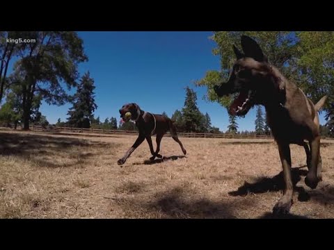 現代のペット: 人気のドッグパーク