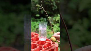 2026、今年のアボカド水耕栽培 7月25日  #garden #nature #園芸