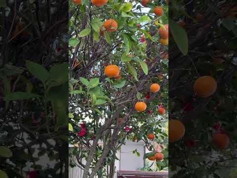 73 Kavanagh Road, Wishart, QLD 4122, 5 slaapkamers, 4 badkamers, House