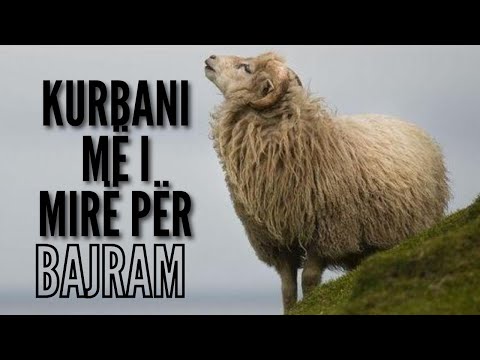 KURBANI MË I MIRË PËR BAJRAM - JUSUF GJEVORI
