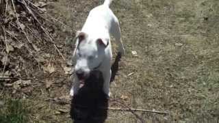 Blind Dog&#39;s Eye Surgery (Removal) Makes for a MUCH Happier Pet