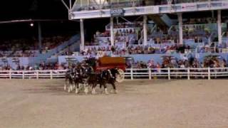 preview picture of video 'Budweiser Clydesdales perform Docking Maneuver at Devon Horse Show 2010'