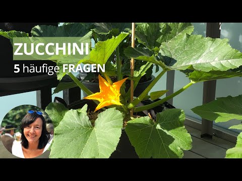 , title : '5 häufige Fragen Zucchini - Zucchini werden gelb | Zucchini Rankhilfe? | Wie Zucchini gießen?'