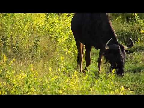 Djuma: Impalas and Wildebeest bull grazing - 17:15 - 03/06/21