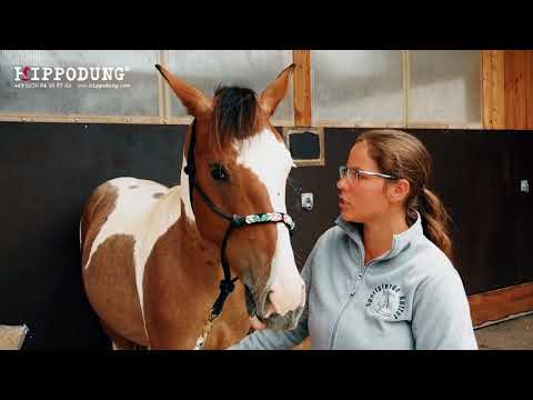 MUSTANG MAKEOVER 2018 Team Sonja (TAG 4235) - Update 8