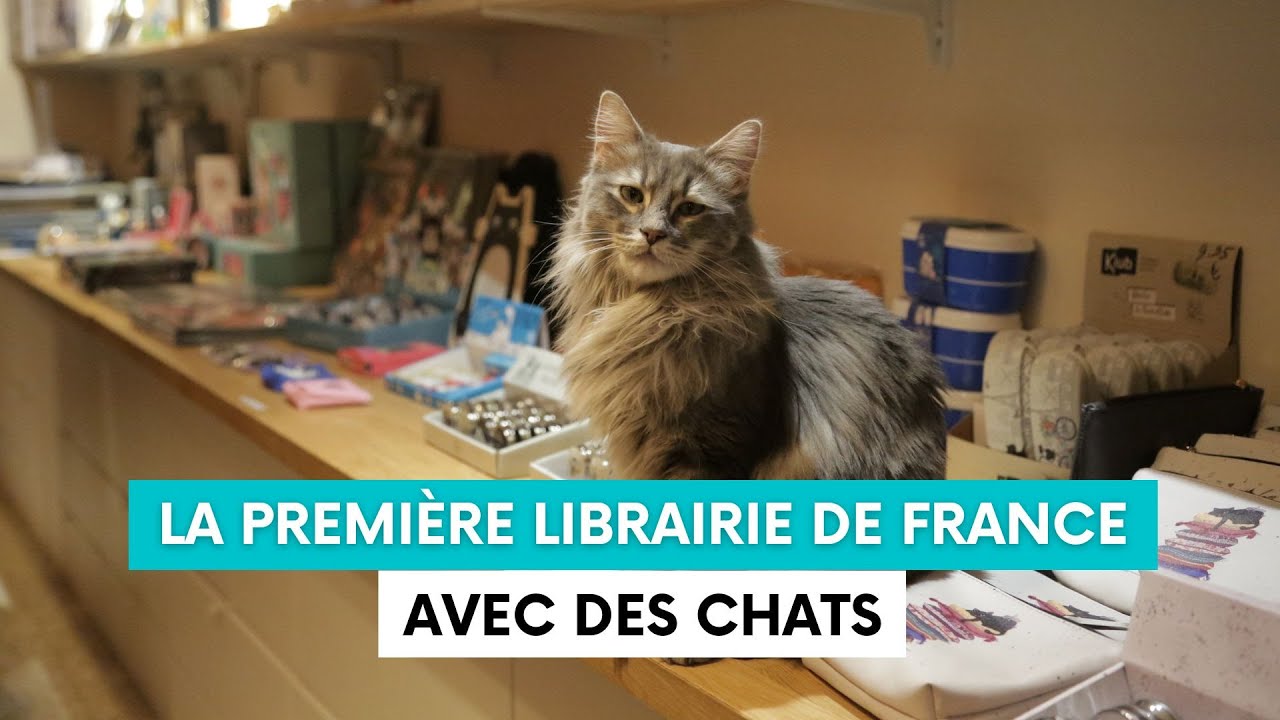 Mon Chat Pitre, la toute première librairie avec des chats en France