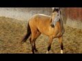 Falbe