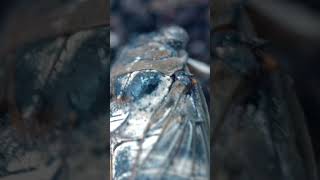 Filmed some bugs in the yard #insects #cicada #bug #scary