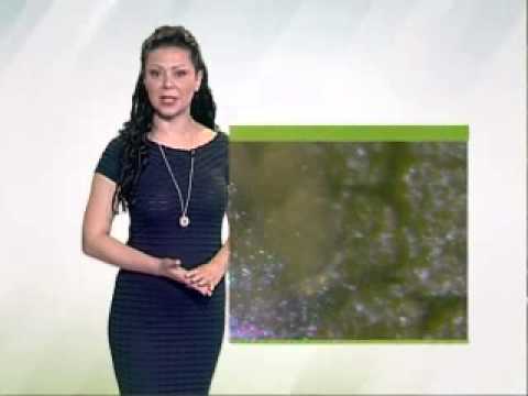 Zelena prognoza 5.5.2015. - Stanje u zasadima bresaka