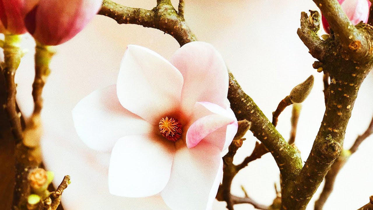 C.S. Lewis: Unlocking the SECRET to Renewing Your Mind